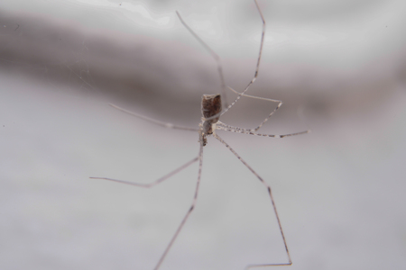 spider attacks victim on the wall.の写真素材