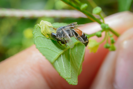 Background beautiful spider hunting bee.の写真素材