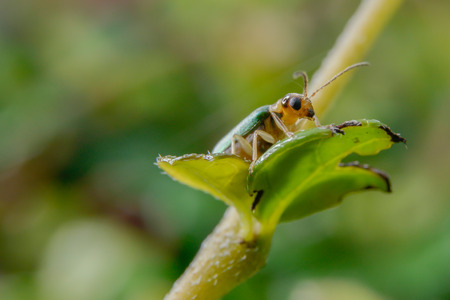 Blue beetle on a leaf.の写真素材