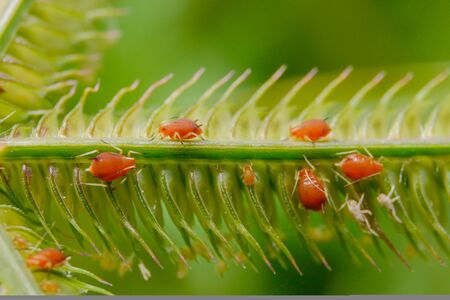 small insects on the grass.の写真素材