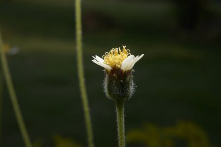 Small wildflowers.の写真素材