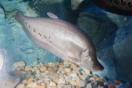 Exotic animals, monsters fish in the aquarium.の写真素材