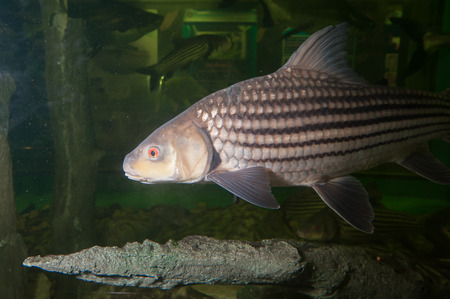 Exotic animals, monsters fish in the aquarium.