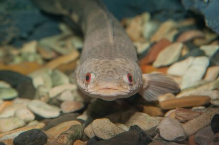 Exotic animals, monsters fish in the aquarium.の写真素材