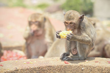 Cute kid monkey group In Lopburi Thailand.の写真素材