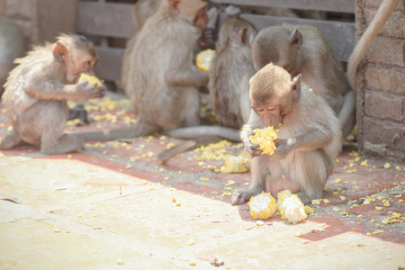 Cute kid monkey group In Lopburi Thailand.の写真素材