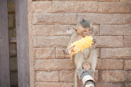 Cute kid monkey and corn In Lopburi Thailand.の写真素材