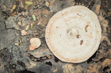 Surface abstract from photography. Close to mushrooms and decayed wood.の写真素材