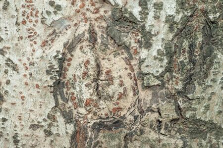 The surface of abstract photography. Close wood decay and lichen