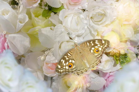 Butterflies and Flowers from beautiful decorative fabric for the backdrop.Light yellow, light and sun.の写真素材
