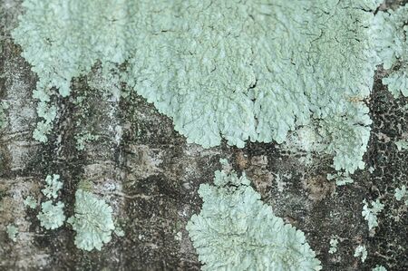 The surface of abstract photography. Close wood decay and lichen