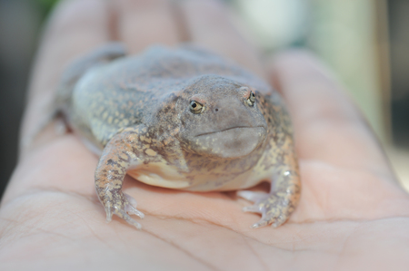 Frogs have funny faces in  hands, Strange speciesの写真素材
