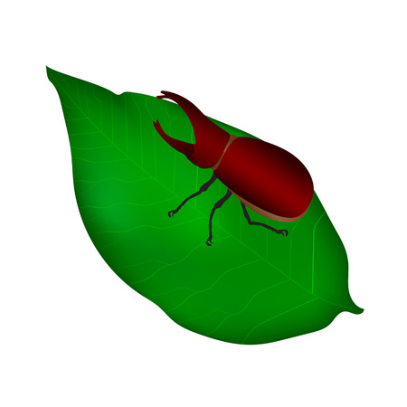 Beetles in nature ,Rhino beetle (Dynastinae).のイラスト素材
