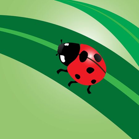 Ladybug on leaf.のイラスト素材