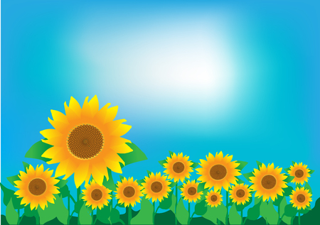 A field of sunflowers and a clear sky. Vector illustration.のイラスト素材