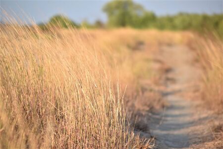 Dry grassの写真素材