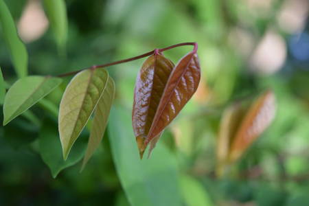 Young leavesの写真素材