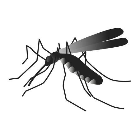 Insect. a realistic mosquito. Mosquito isolated on white background. Mosquito larvae  flying mosquito.  virus transmission, Vector illustrationのイラスト素材