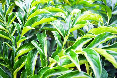 Green leaf texture. Leaf texture background.の写真素材
