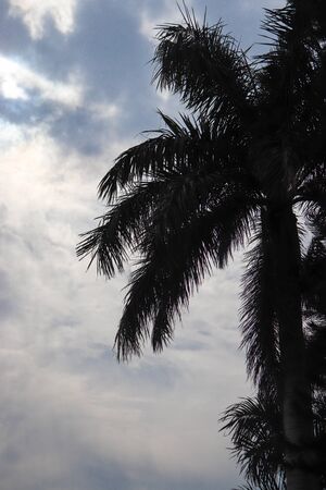 Coconut tree in silhouette with blue sky in the background at Pinjore garden at Ambala-Shimla Highway, Pinjore, Chandigarh, Haryana, Indiaの写真素材