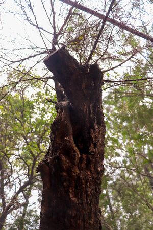 a tree trunk at Rock Garden, Uttar Marg, Rock Garden of Chandigarh, Sector 1, Chandigarhの写真素材