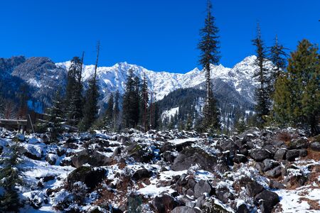 snow-covered mountains with pine trees in the background and rocks covered with snow in front.の写真素材