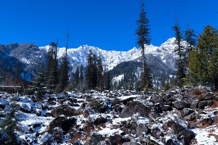 snow-covered mountains with pine trees in the background and rocks covered with snow in front.の写真素材