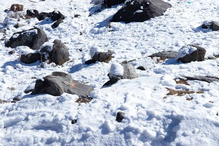 Amazing rocks covered by mist snow and ice during winterの写真素材