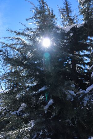 snow-covered pine tree with the sun in the backgroundの写真素材