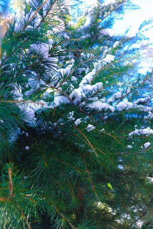 Snow Covered Pine Tree Branches Close Upの写真素材
