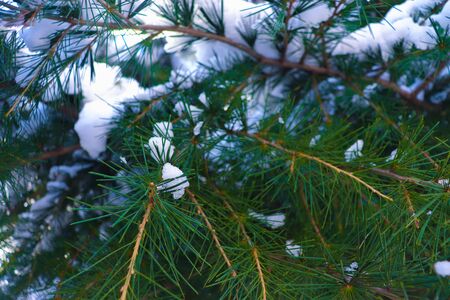 Snow Covered Pine Tree Branches Close Upの写真素材