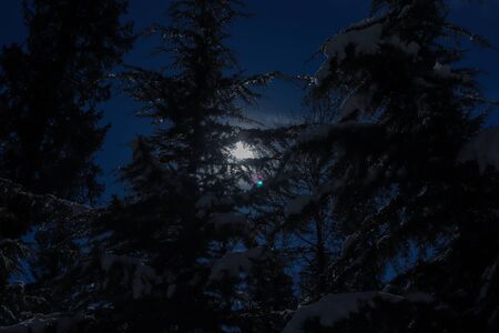 snow-covered pine tree with the sun in the backgroundの写真素材