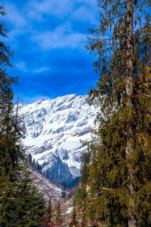 Pine tree on both sides of the frame and snow-covered mountain in the middle.の写真素材
