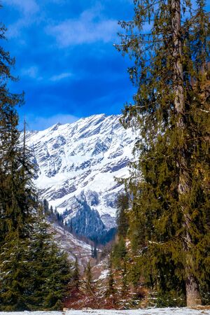 Pine tree on both sides of the frame and snow-covered mountain in the middle.の写真素材