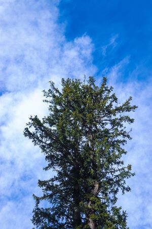 pine tree in the front and blue sky in the backgroundの写真素材