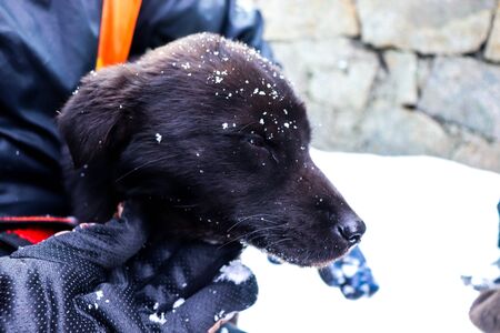 the black colored dog held in the hands of a person with some of his face covered with snow.の写真素材