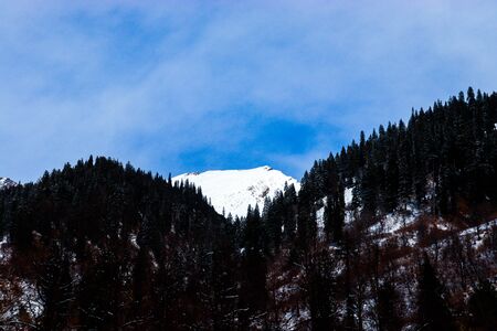 snow-covered mountain in the background with mountain covered with pine trees in the front.の写真素材