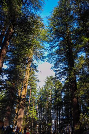 an opening between the top of pine trees from where you can see the sky.の写真素材