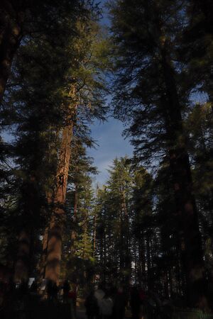 an opening between the top of pine trees from where you can see the sky.の写真素材