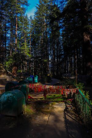 an opening between the top of pine trees from where you can see the sky.の写真素材