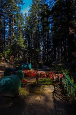 an opening between the top of pine trees from where you can see the sky.の素材 [FY310145642706]