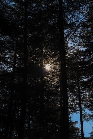an opening between the top of pine trees from where you can see the sky.の写真素材
