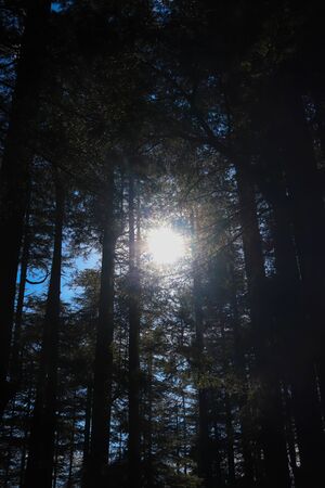an opening between the top of pine trees from where you can see the sky.の写真素材