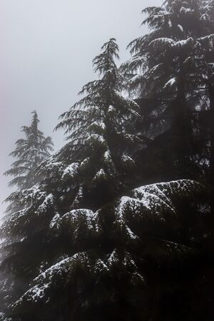 pine trees with snowfall on them during winter having mountain in the backgroundの写真素材