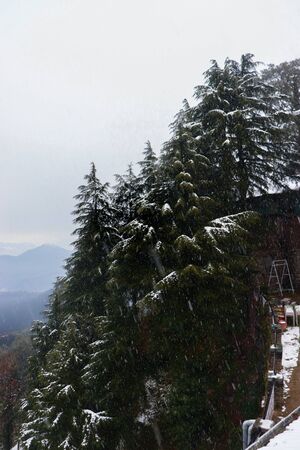 pine trees with snowfall on them during winter having mountain in the backgroundの写真素材