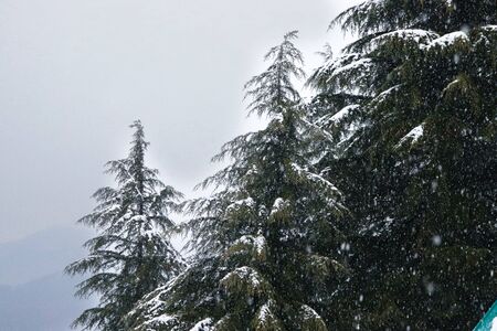 pine trees with snowfall on them during winter having mountain in the backgroundの写真素材