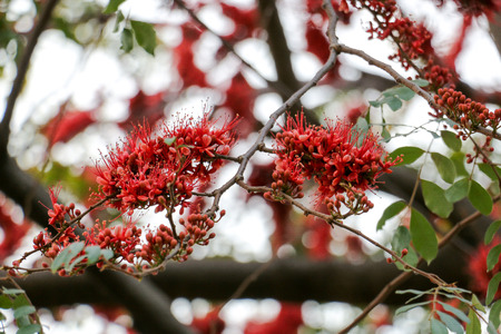 red flower in park 02
