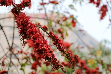 red flower in park 01の写真素材