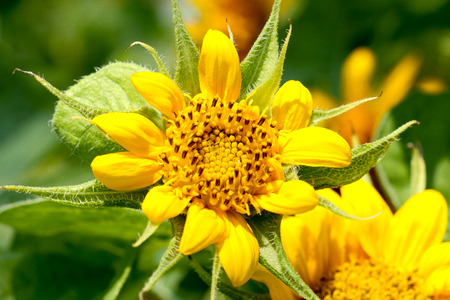 background sunflower 11の写真素材