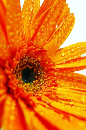 Orange Gerberaの写真素材